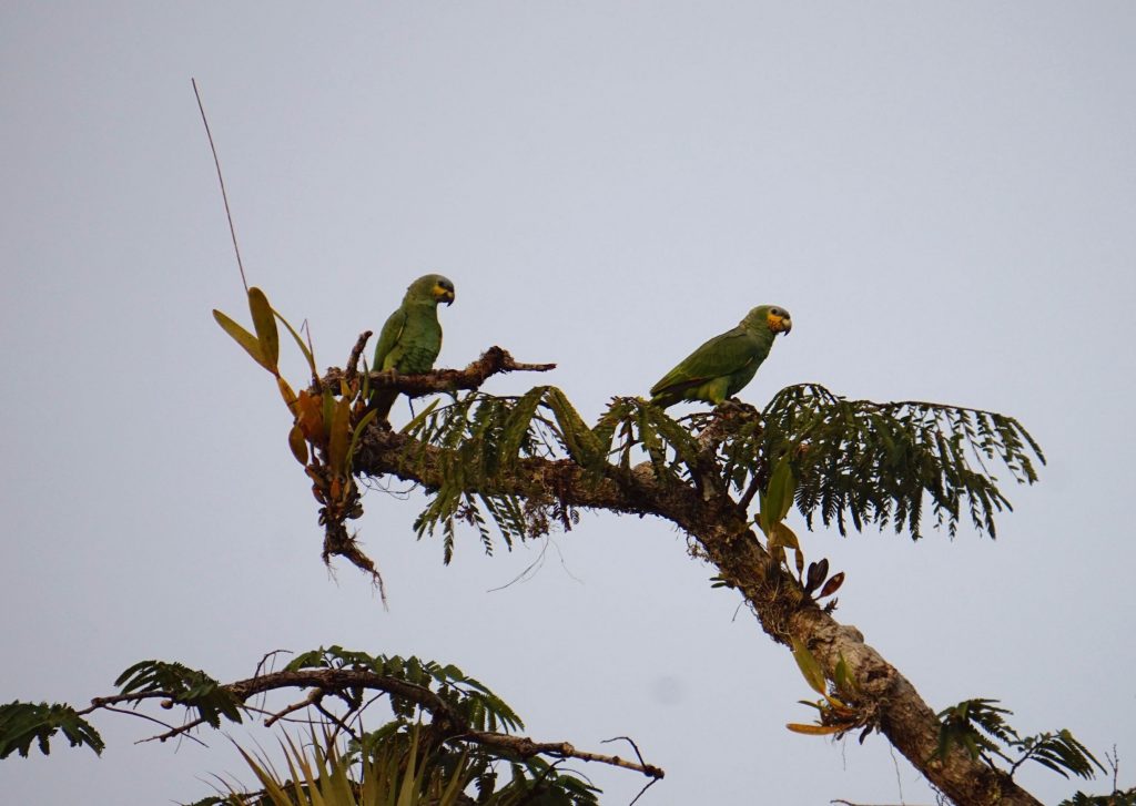 perroquets en équateur