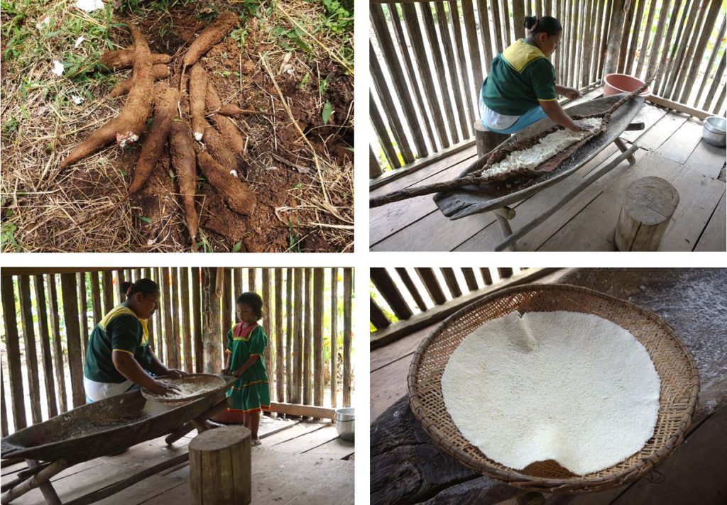 Fabrication de casabe avec les Siona