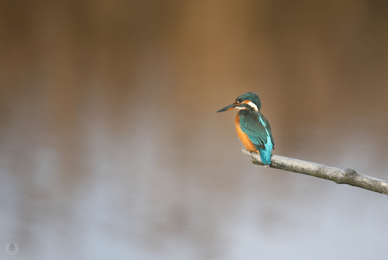 martin pêcheur guillaume pasche cogestim